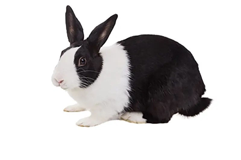 photo of Dutch rabbit